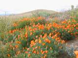 Antelope valley poppy 002.JPG